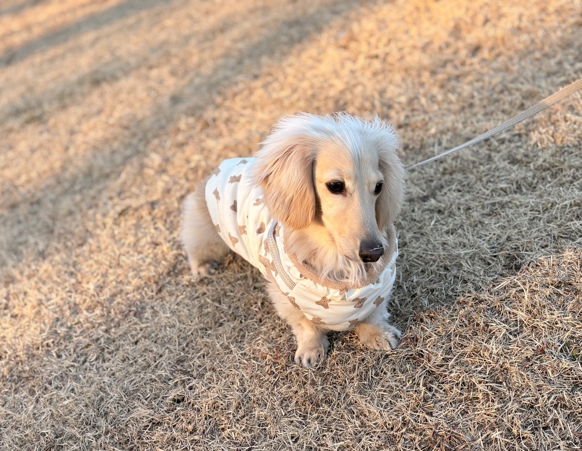 選挙の演説に、何度も首をかしげていた犬さん。