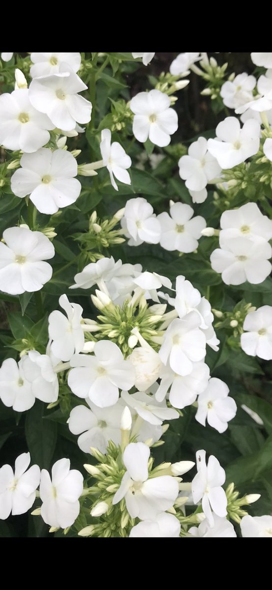 Andy6hutch's tweet image. Morning🌿🤍…. Happy Friday 😊…. The gateway to the weekend 👨‍🍳 🥓🍳☕️🍪🥾🐾🧑‍🌾🪴🏉🍔🥘🍻🥂🎸🎶…. Have an absolute blinder….  #FridayVibes #TheWeekend #GardeningX #Phlox #HutchGarden