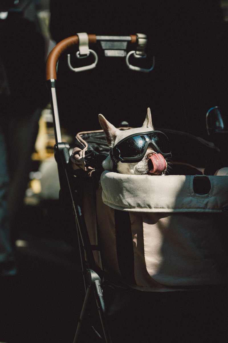 franwithacam's tweet photo. 😎
Z5 II｜Z 24-120mm f/4 S
#frenchbulldog #nikonphotography https://t.co/myH2tsJFIN