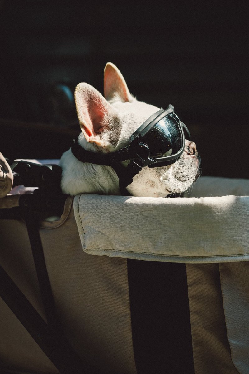 franwithacam's tweet photo. 😎
Z5 II｜Z 24-120mm f/4 S
#frenchbulldog #nikonphotography https://t.co/myH2tsJFIN