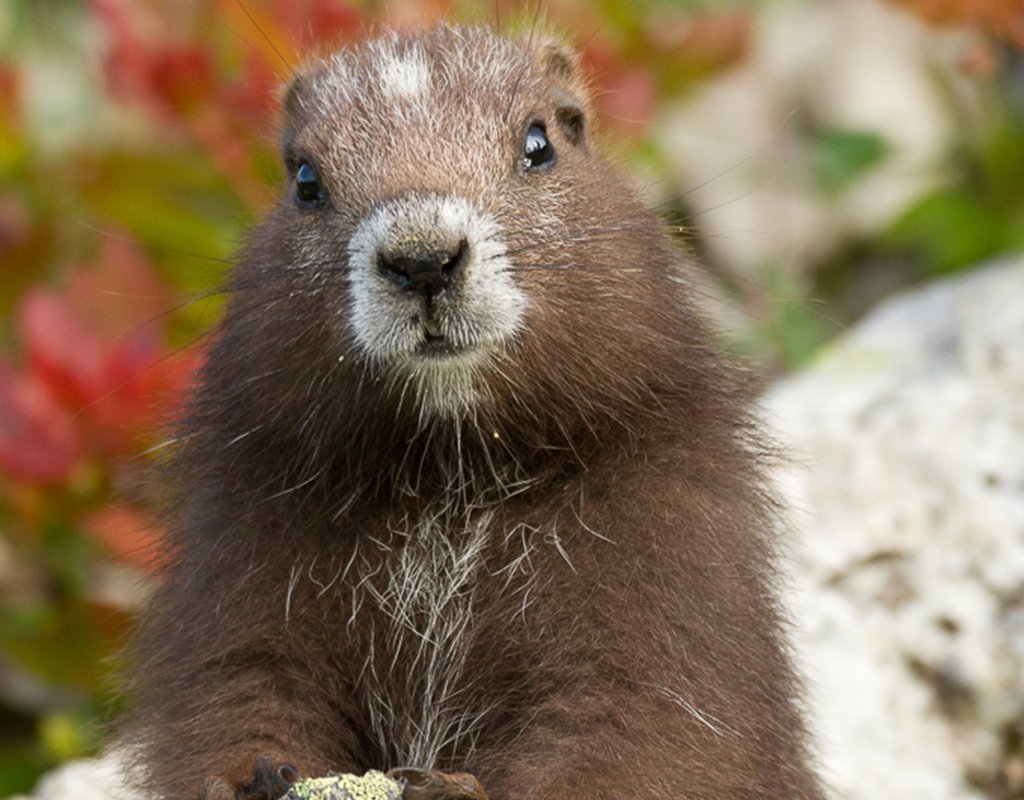 nicholastristan's tweet image. this critically endangered diva