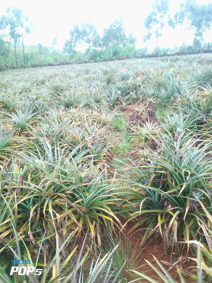 MagazineJimbere's tweet photo. đUn homme de 82 ans accuse ses voisins de dĂ©truire sa plantation dâananas de 4 hectares, se trouvant sur la colline #Ntega, commune de #Matana(@burungaProvince), et ne recevoir aucune aide des autoritĂ©s locales
đ€ Selon ses dĂ©clarations, ce terrain faisait lâobjet dâun litige, mais il affirme avoir dĂ©jĂ gagnĂ© le procĂšs Ă deux reprises. Parmi ses adversaires dans ce dossier figurerait notamment le chef de la colline. Il indique aussi quâon lui aurait dit quâil ne rĂ©colterait plus jamais dâananas sur ce champ. Depuis, il retrouve rĂ©guliĂšrement ses plants dâananas dĂ©truits avant maturitĂ©. Il demande aux autoritĂ©s supĂ©rieures dâintervenir pour protĂ©ger son champ, affirmant que les auteurs des destructions sont connus
đ ContactĂ©, le chef de la colline Ntega, reconnaĂźt ĂȘtre informĂ© de la situation et dit avoir transmis le dossier Ă ses supĂ©rieurs. Il ajoute qu'il a, Ă plusieurs reprises, exhortĂ© la population Ă ne pas porter atteinte Ă cette plantation
#Burundi #Jimbere