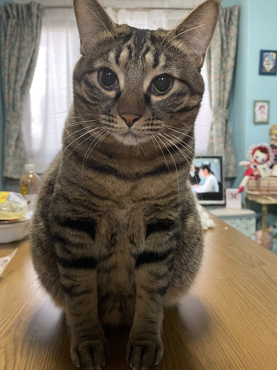 ティコたーん🎶
可愛い、可愛いなぁ😍💕💕💕

#うちの子
#キジトラ
#キジトラのティコちゃん