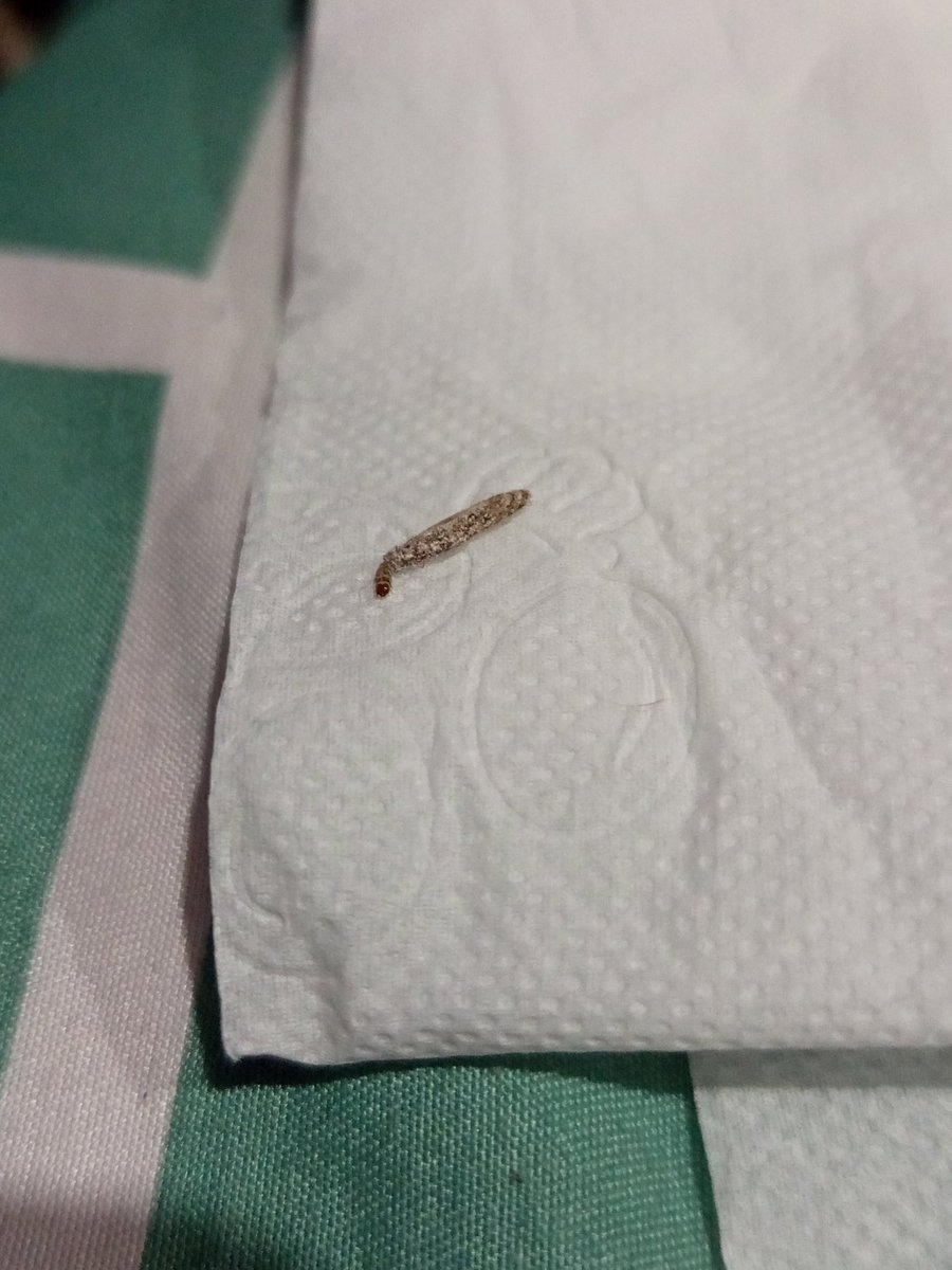 Tô com muita vergonha,mas criei um mini viveiro pra ela numa caixinha de sapato
É uma traça das paredes
coloquei o nome de psi(apelido pra psyche,nome grego que significa alma e sopro da vida))
Ansioso pra ela se tornar uma mariposa