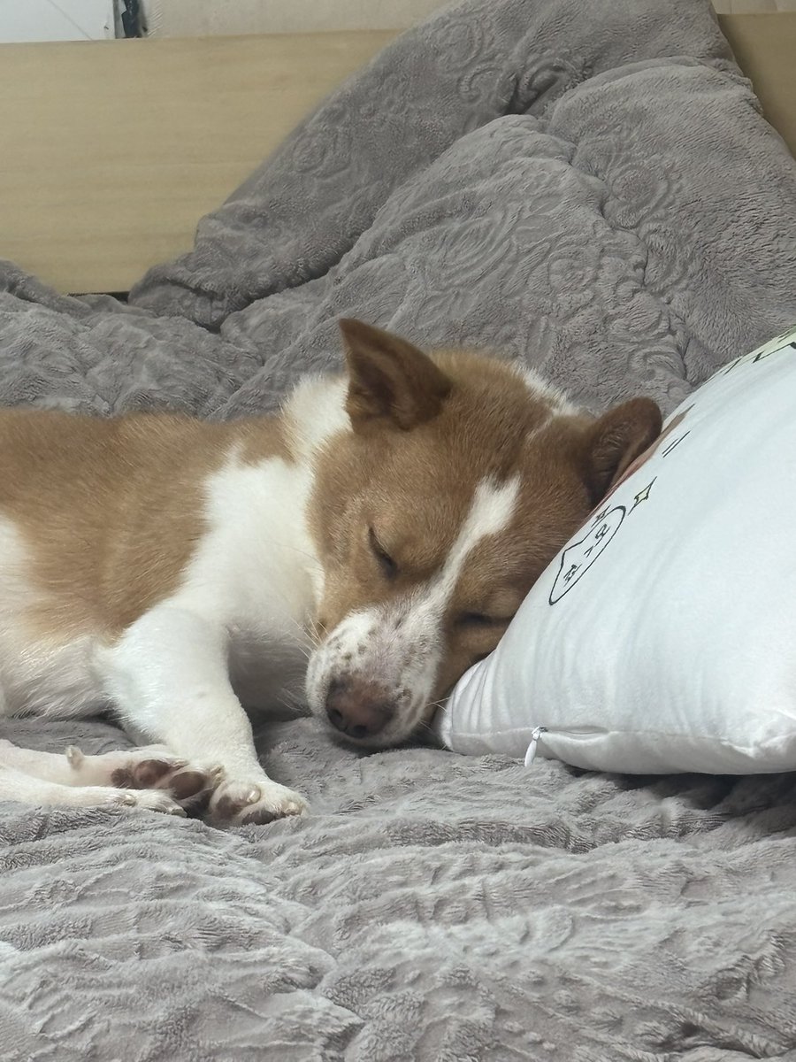 너는 왜 또 졸린 것이냐