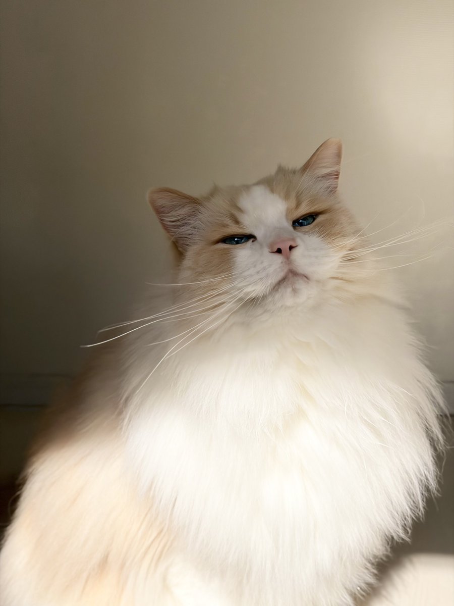 るいにゃ (@ruinya27) / Posts / X