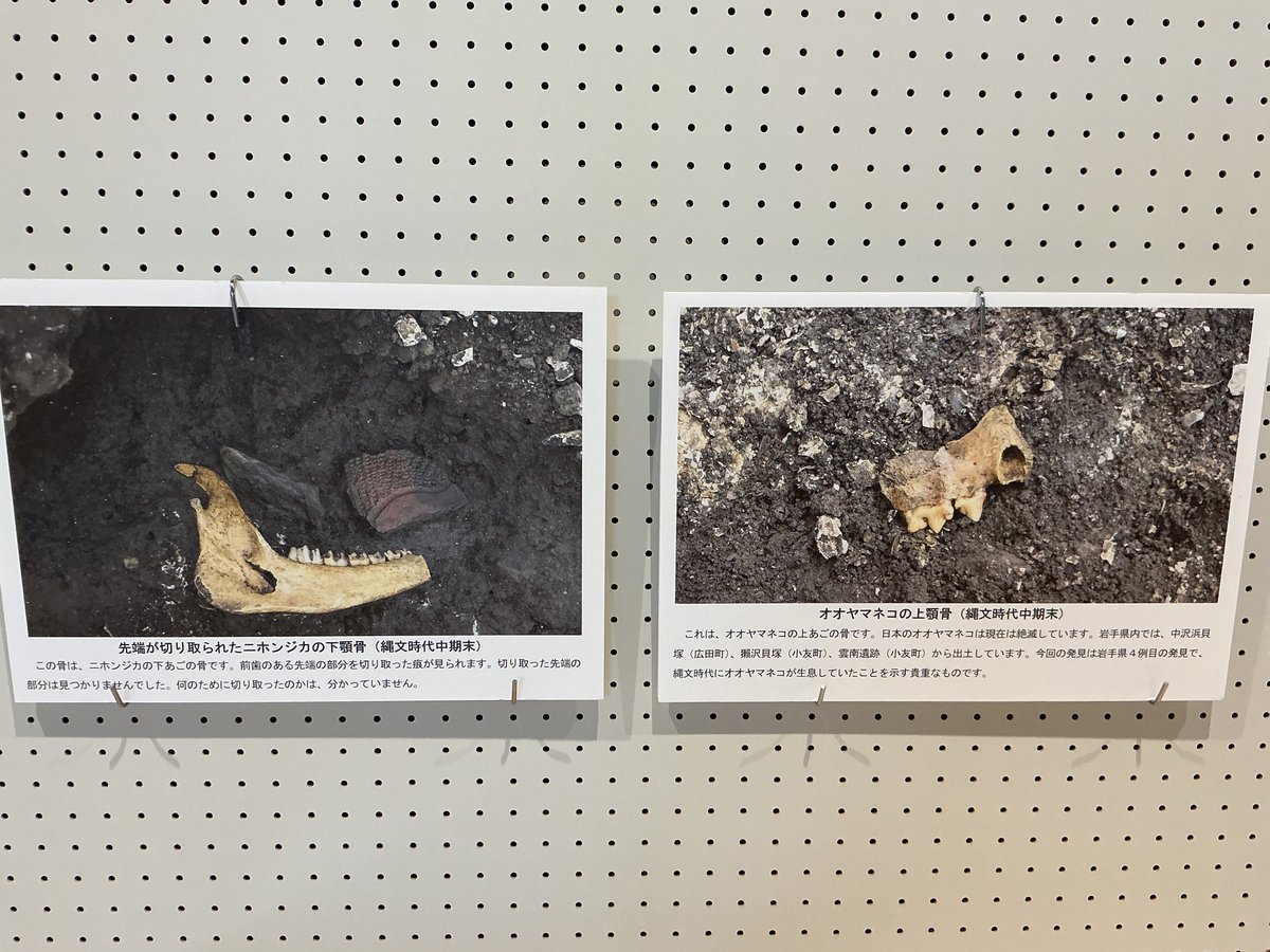 RikutakaMuse's tweet photo. 明日、明後日と生涯学習のつどいが奇跡の一本松ホールで行われます。展示の部では堂の前貝塚の発掘調査の成果も展示します。ぜひ、見ていただきたいのは、初公開となる「オオヤマネコの骨」です。歯も残っています。2/7・8の2日間限定の特別公開です。このほかにも錨形の釣針なども公開します。 https://t.co/iIH7pshsNn