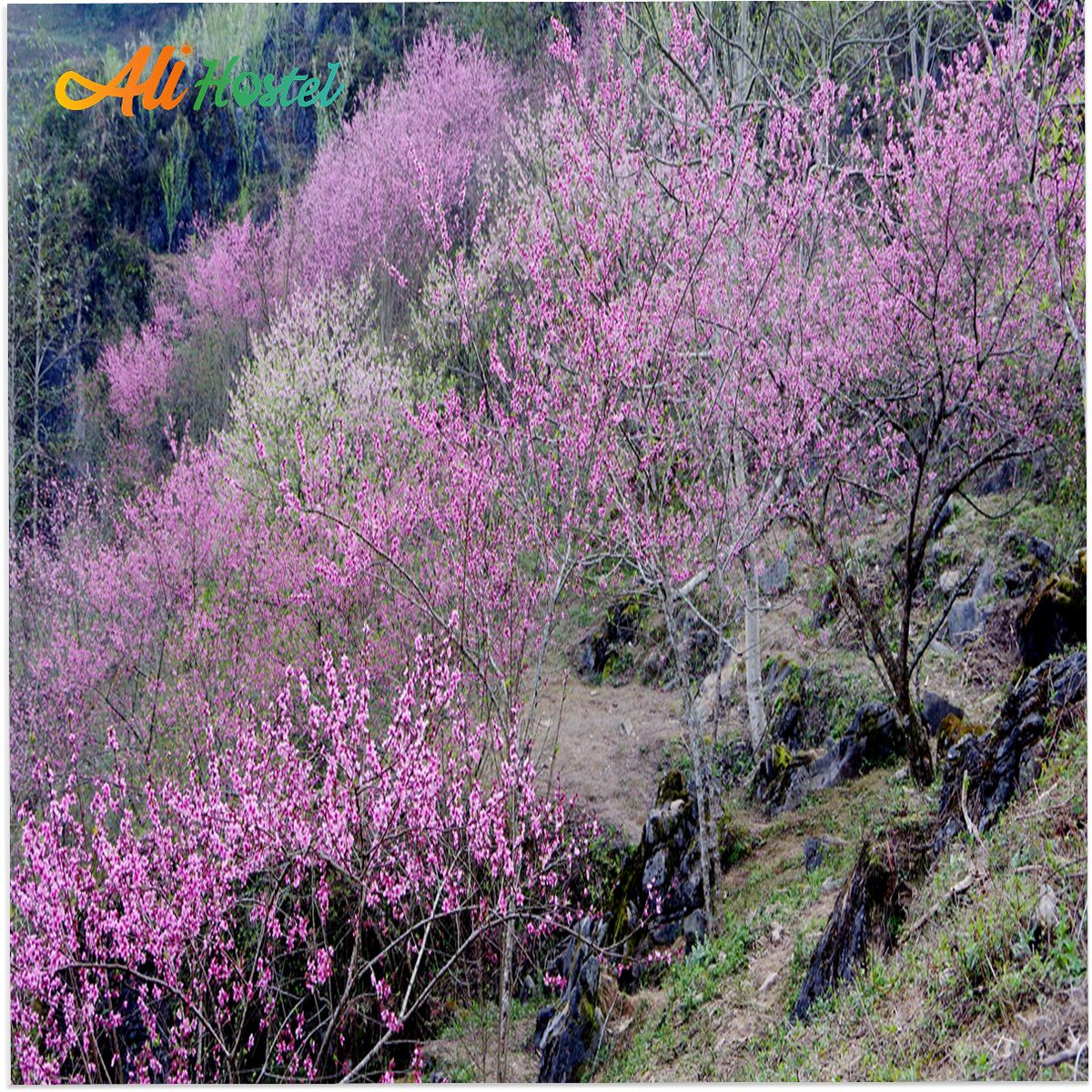 AliHostel_'s tweet image. 𝐌𝐚𝐫𝐜𝐡 𝐢𝐧 𝐜𝐚𝐨 𝐦𝐚 𝐩𝐨 – 𝐚 𝐝𝐫𝐞𝐚𝐦 𝐝𝐫𝐢𝐟𝐭𝐢𝐧𝐠 𝐚𝐦𝐨𝐧𝐠 𝐭𝐡𝐞 𝐦𝐨𝐮𝐧𝐭𝐚𝐢𝐧𝐬

📩 message Hà Giang Ali Hostel to reserve your spot for the most beautiful season of the year!
#caomap #hagiang #hagiangtrip #hagiangtravel #marchinvietnam #slowtravel