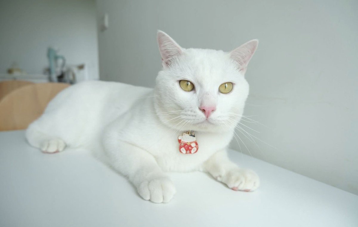 timeheal_'s tweet image. น้องไข่ขาวเสียชีวิตจาก 🤍

“สภาวะหัวใจล้มเหลวเฉียบพลัน +อายุน้องที่มากแล้ว 10 ปีขี้นไป”