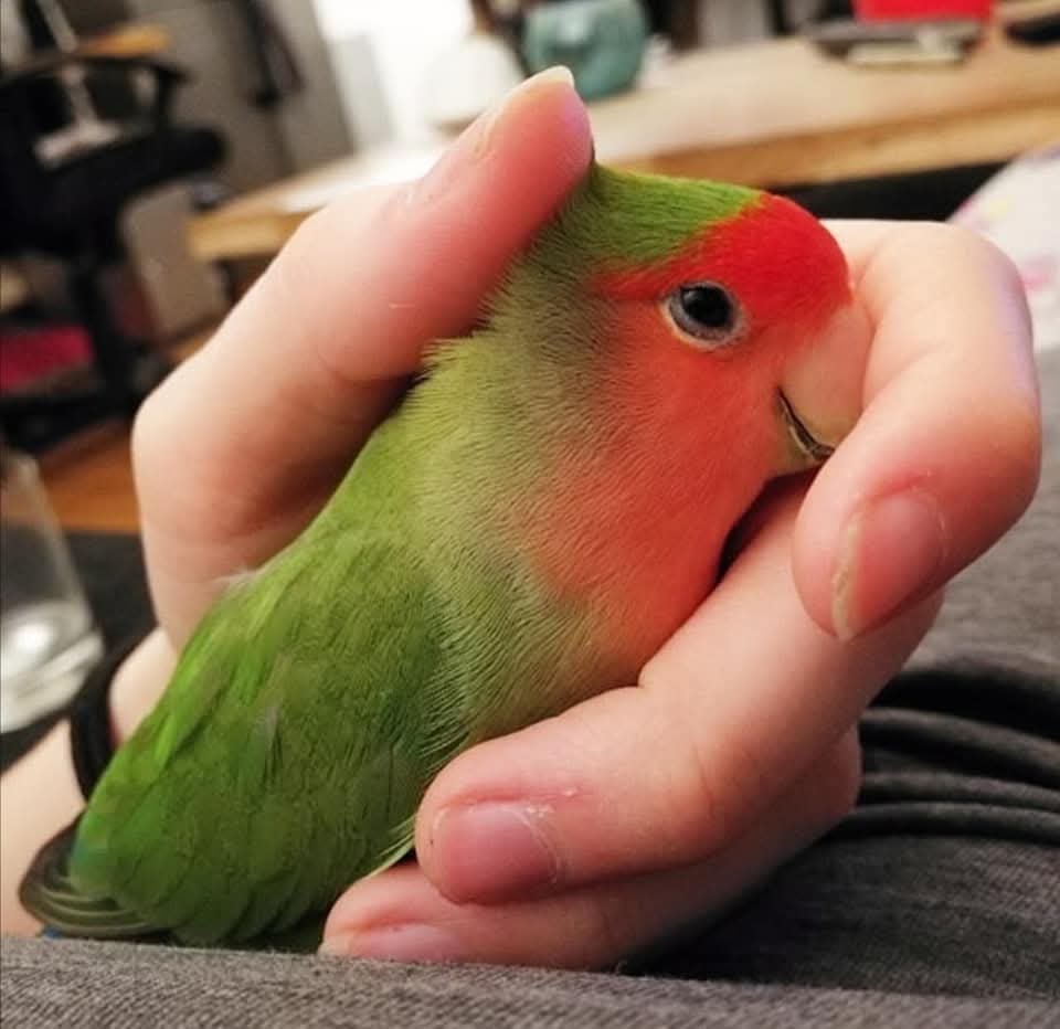 Josefine tweet media