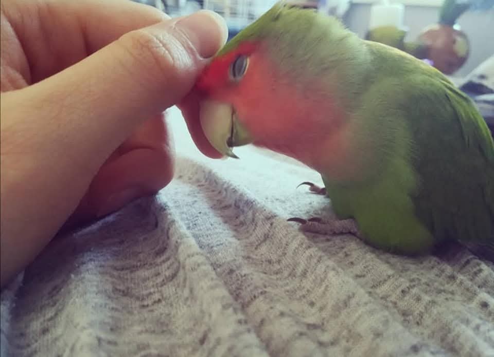 Josefine tweet media