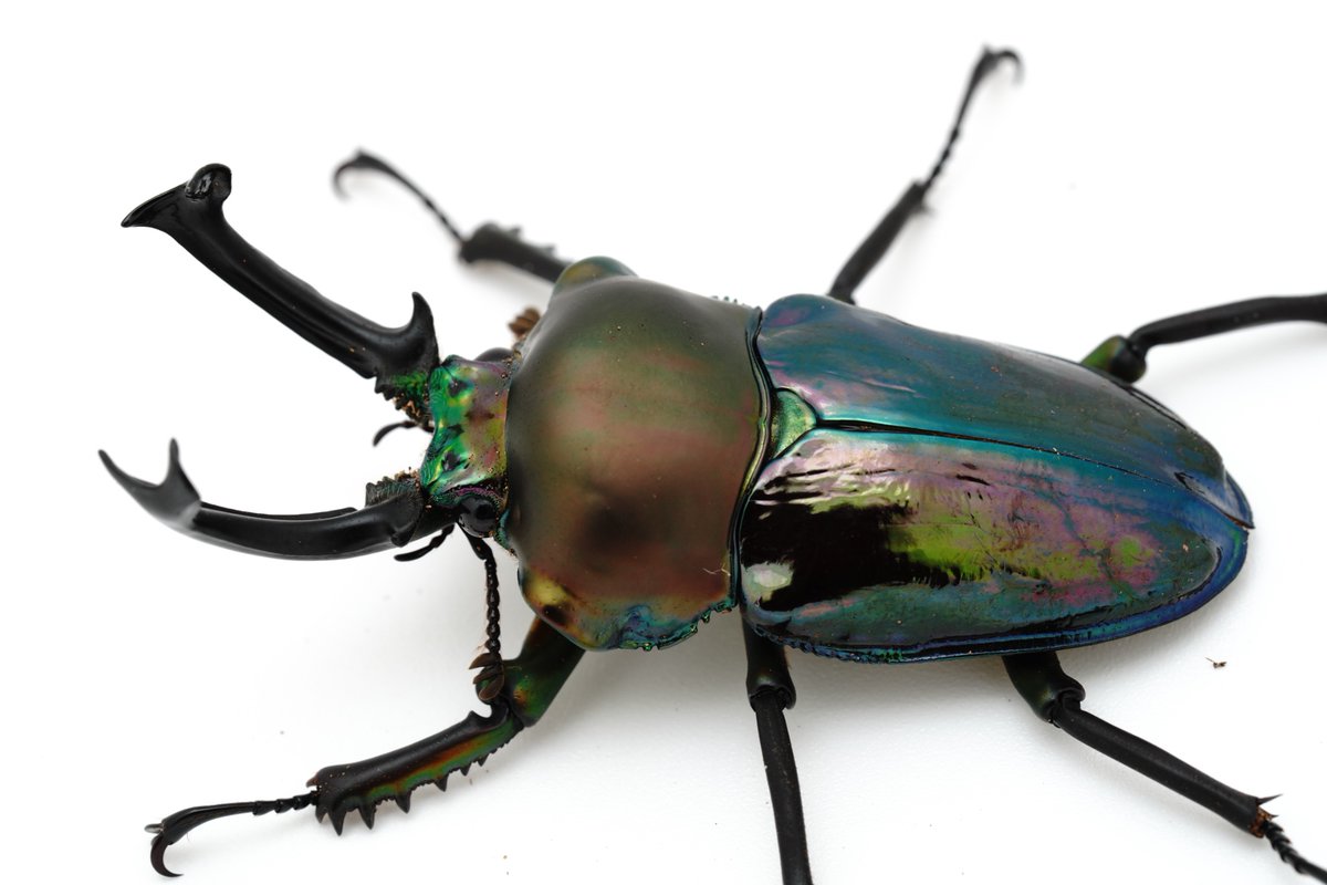 ミズキ/GOKUSAISHIKI (@satoMism1999) / Posts / X