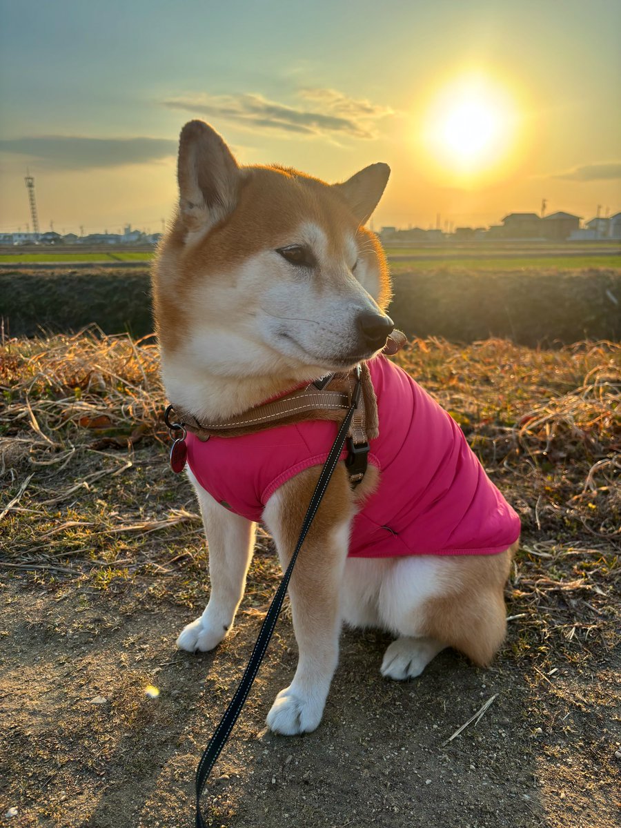 しばわんこ (@48dogchat1mame2) / Posts / X