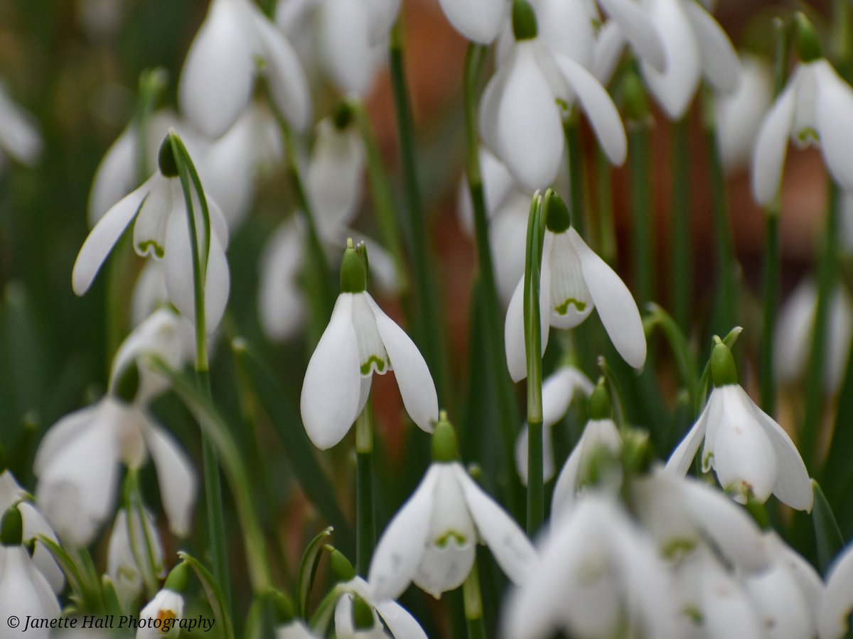 JanetteHall's tweet photo. Lovely Snowdrops display at Bank Hall 🤍
Bretherton 🌱
#bankhall #snowdrops #colours #nature #NaturePhotography #NatureBeauty #naturelovers #green #white #plants #petals #frost #cold #flowers #flower #FlowerPower #FlowerHour #signofspring @VisitLancashire https://t.co/fWs1T0KW2f
