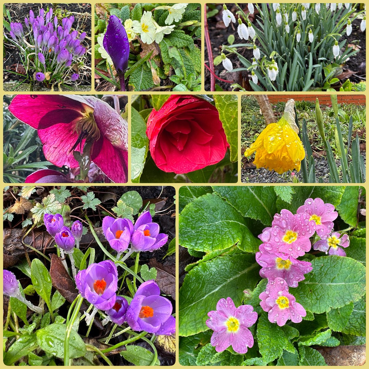RAGriggsauthor's tweet photo. The rain stopped long enough for me to walk down the garden path this morning. Spring is not far away in my Devon garden.
#FlowersOnFriday
#garden
#springisontheway https://t.co/sMpPyCmOf1