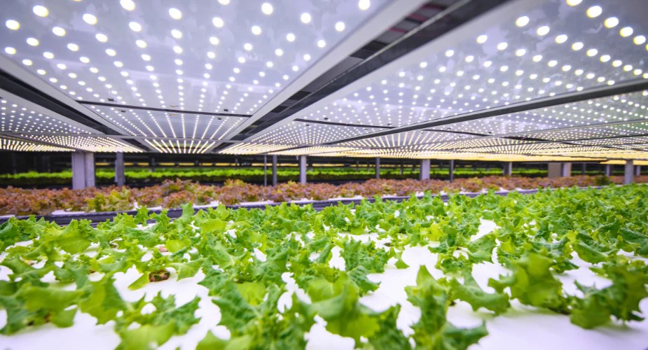 Sharing #energy with your neighbour can be a smart way to help address grid congestion. #Alewijnse realised a local #platform for growers in the Netherlands to exchange energy sustainably. 
Read the press release on our website:
alewijnse.com/news/alewijnse…
#WeConnect