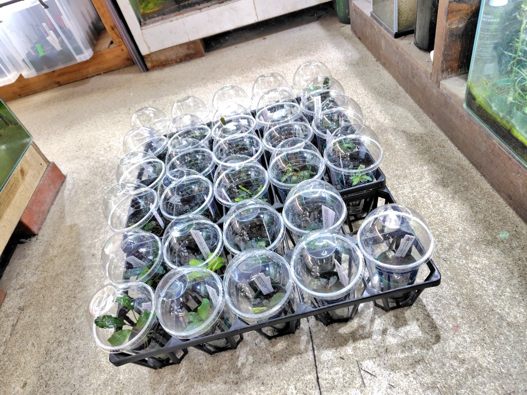 Bucephalandraは現在売場に29株空きがありましたので、明日の補充