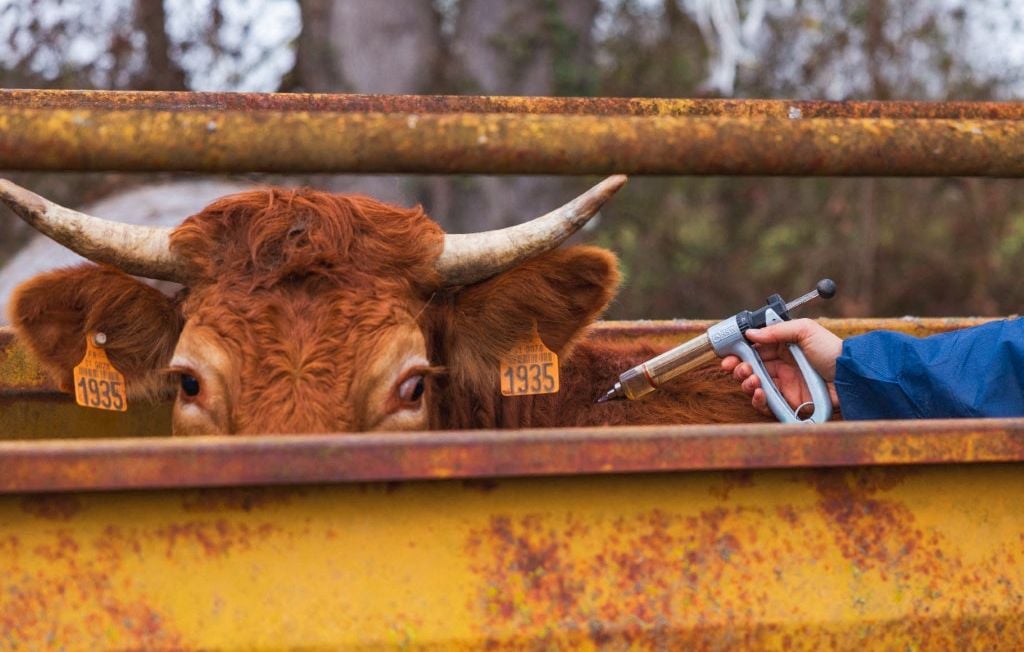 Dermatose nodulaire : Un vétérinaire jugé par ses pairs pour avoir critiqué l’abattage total dlvr.it/TQnp3L