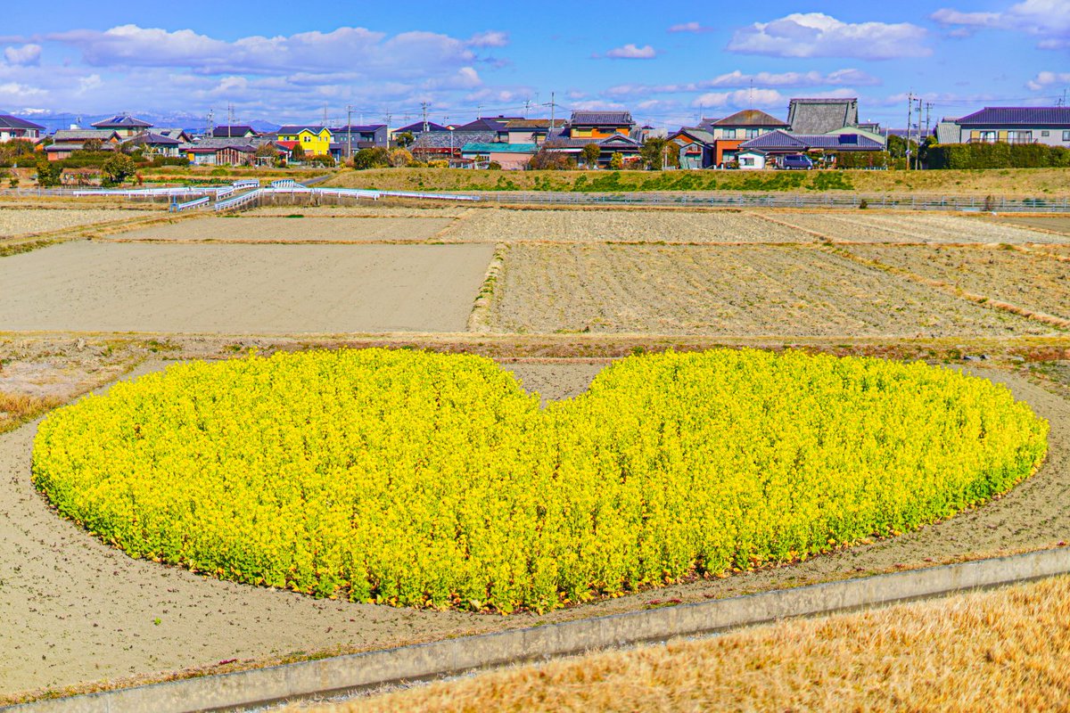kankomie's tweet photo. 【2026年も見られます💛津市で話題のハートの菜の花畑🌼】

津市に出現する「ハートの菜の花💛」。中勢バイパスを松阪方面へ走っていると左側に、大きなハート側の菜の花はぽつんとみえてきます🚙！地元の有志でつくられており、フォトスポットとして多くの方で賑わう人気の場所です📸
※マナーを守ってご観賞ください

菜の花の咲き状況はこちらからチェック👇
https://t.co/H4wvzSOYq0