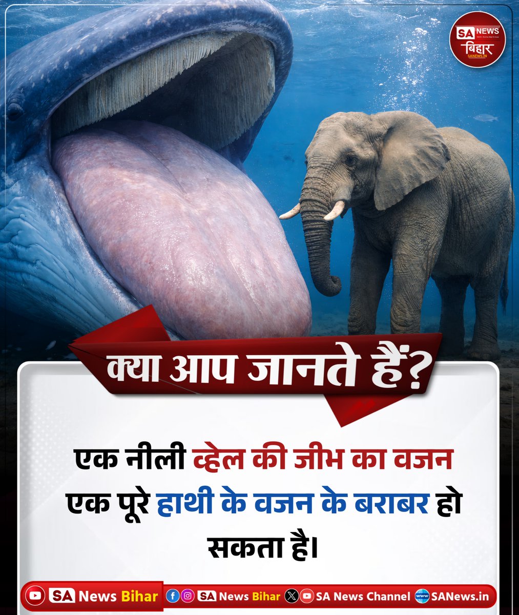 sanewsbihar's tweet image. Today's Fact

एक नीली व्हेल की जीभ का वजन
एक पूरे हाथी के वजन के बराबर हो सकता है।

#AmazingFact #BlueWhaleFact #NatureFact #ScienceFact #SANewsBihar