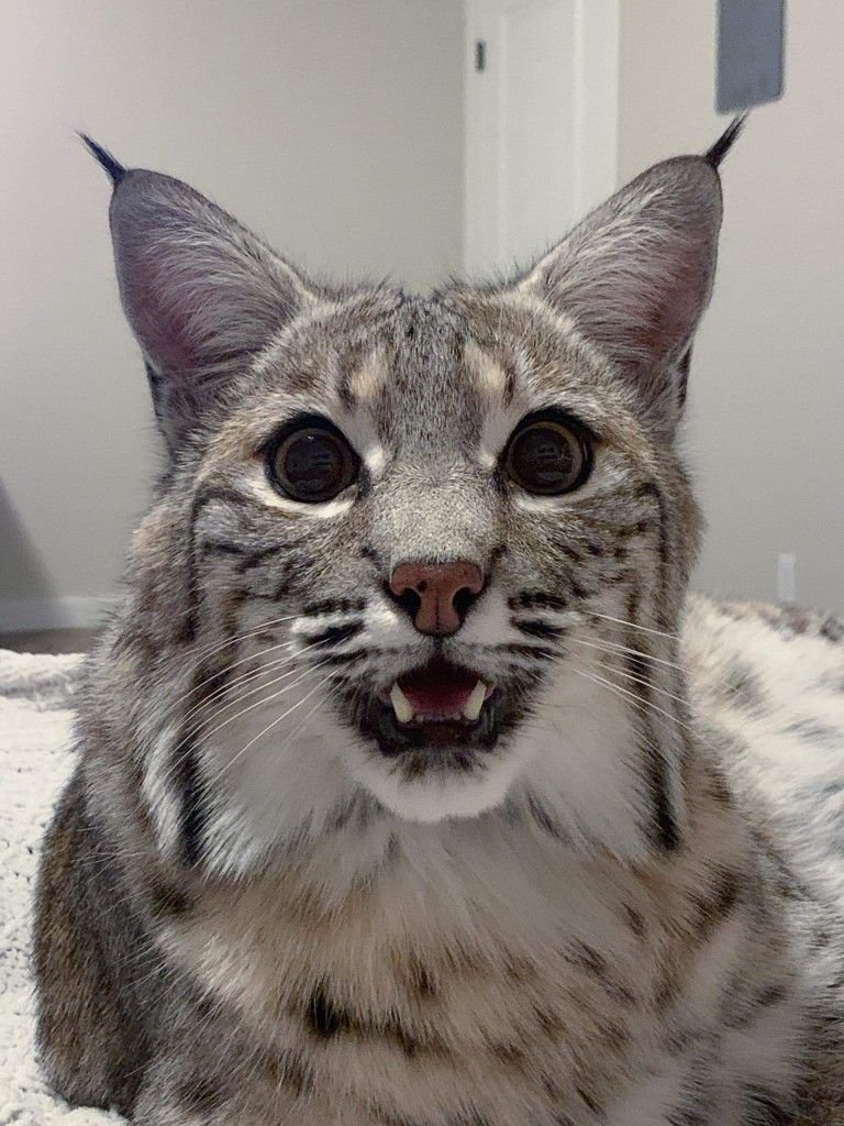 is this amount of joy allowed ?