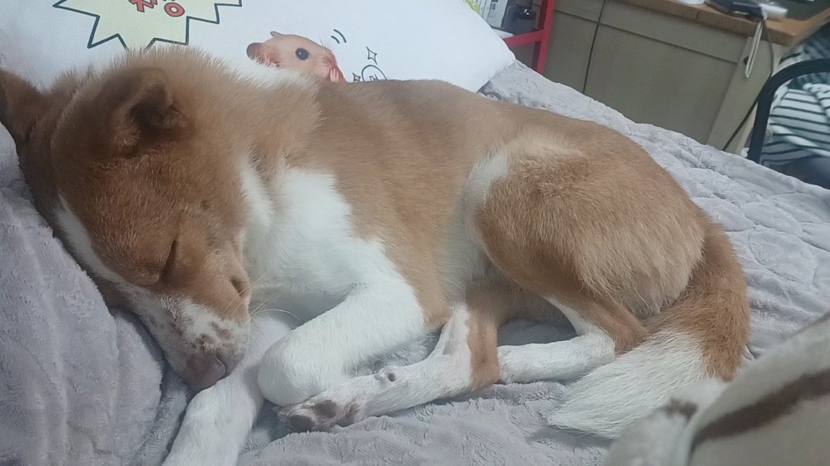 무슨 개가 이리 망아지처럼 자냐