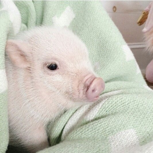 🐶🐷 tweet media