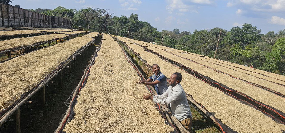 TesfayeHal1103's tweet photo. ☕ Ethiopian Coffee  Jimma Mana Woreda coop ✨
Shade-grown, fully traceable &amp; EUDR-compliant 🌱 Farmers integrate avocado trees for sustainable income. Deforestation-free &amp; export-ready. 
#EthiopianCoffee #SustainableCoffee #TraceableCoffee #EUDR $DMTR https://t.co/VIBodZ11K4