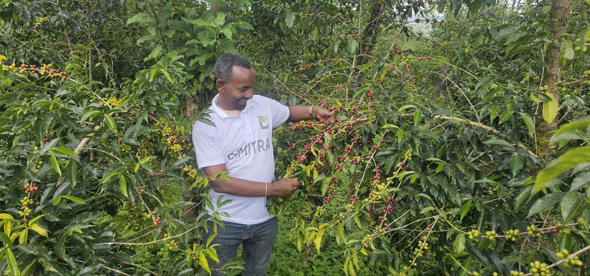 TesfayeHal1103's tweet photo. ☕ Ethiopian Coffee  Jimma Mana Woreda coop ✨
Shade-grown, fully traceable &amp; EUDR-compliant 🌱 Farmers integrate avocado trees for sustainable income. Deforestation-free &amp; export-ready. 
#EthiopianCoffee #SustainableCoffee #TraceableCoffee #EUDR $DMTR https://t.co/VIBodZ11K4
