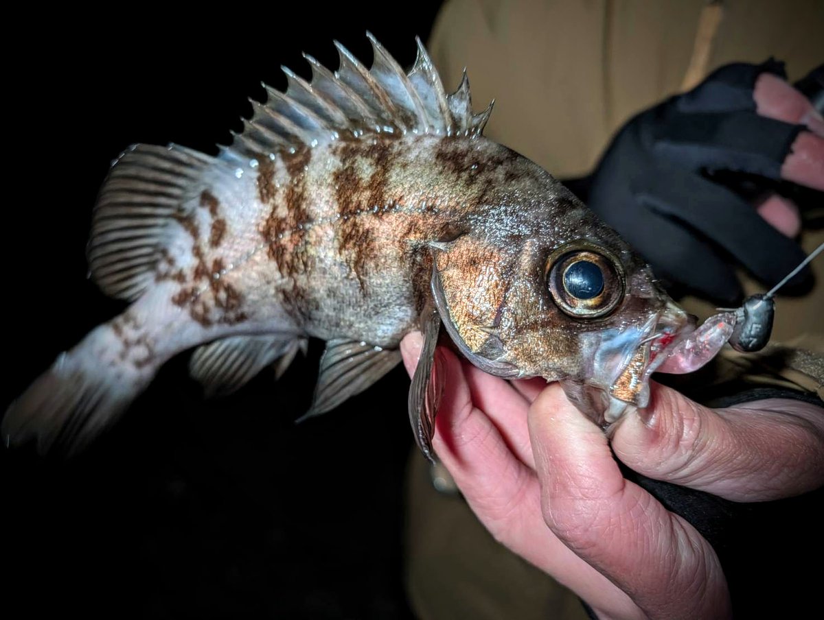 チキュー (@chikyu523) / Posts / X