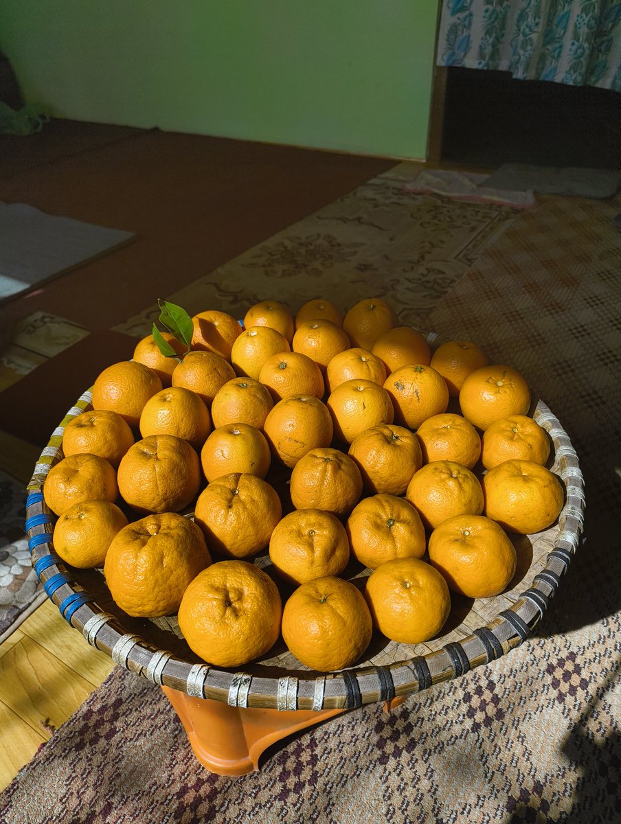 Bishad_'s tweet photo. Last Junar and Suntala for this year. Feels blessed to be from the capital of fruits aka Sindhuli. #sindhuli #junar https://t.co/xy5iY3vqSn