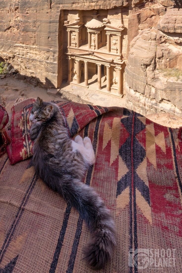 Menavibes_'s tweet image. Cats in petra, jordan 🇯🇴