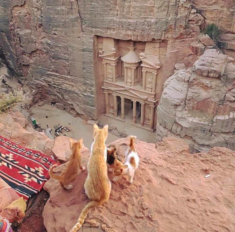Menavibes_'s tweet image. Cats in petra, jordan 🇯🇴