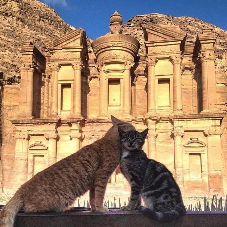Menavibes_'s tweet image. Cats in petra, jordan 🇯🇴