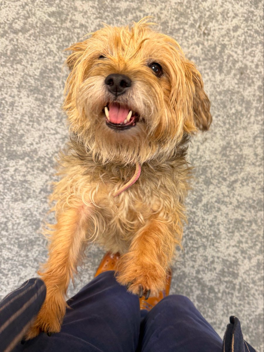 Number one in a random series of office dogs encounters on my travels - this one is Twiglet