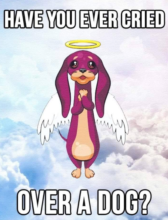 Best in Dogs tweet media