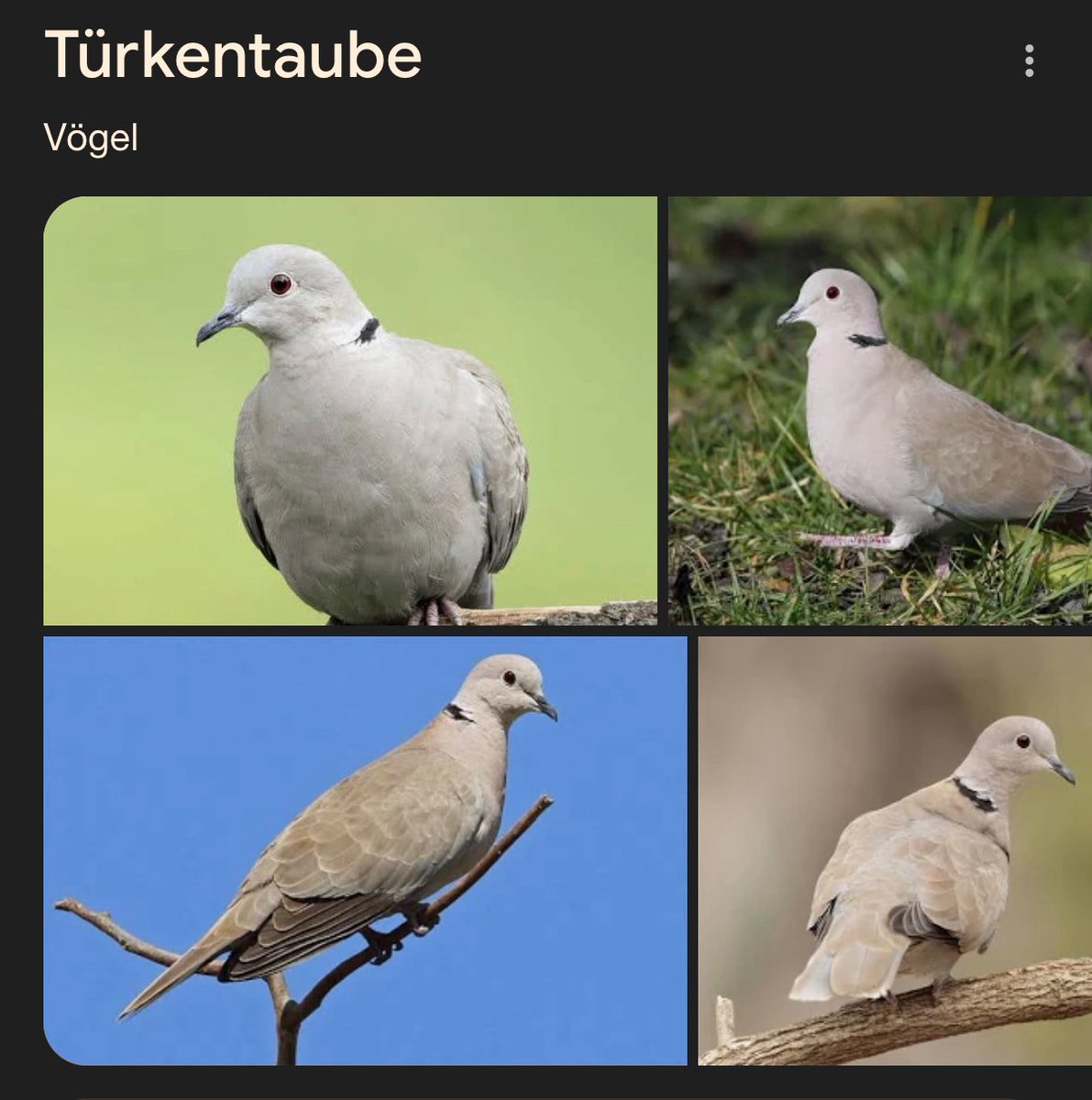 törkentaube