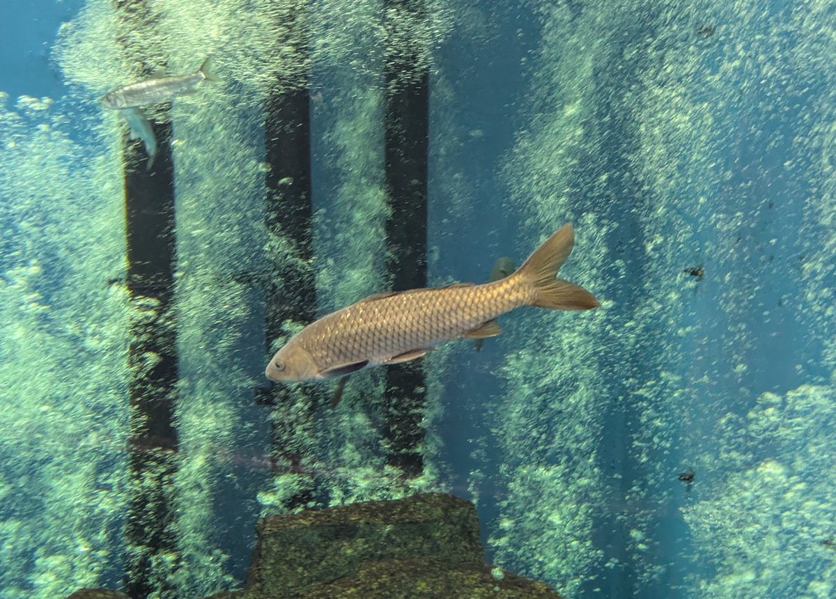 oikawamaru's tweet image. 琵琶湖博物館にはたくさんの淡水魚がいますが、見どころは在来型のコイです。もはや琵琶湖にしか生き残っていないのです。たいへん珍しいのでここに来るたびにこれだけは見ておきます。トンネル大水槽にいます。良い・・・