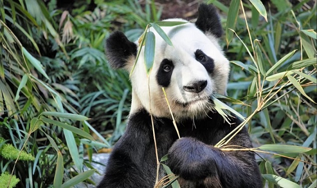 Vegannews3's tweet image. Channel your inner panda: Bamboo may just be the next big Superfood trend. tinyurl.com/m6hh3k26 #vegan #bamboo #superfood