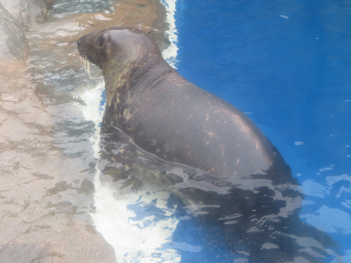 今日の海獣の王国側のハイイロアザラシ リトさんはお尻向けてた #鳥羽