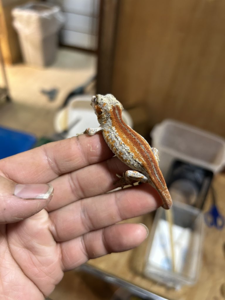 leopanojinya's tweet photo. ガーゴイルゲッコー　2025国内CB
レッドストライプ

販売価格　¥70,000-

そろそろ売れていいんじゃないですかね🤔

その他ヤングアダルトも多数在庫中ですよ〜 https://t.co/HxMf6cp8uP