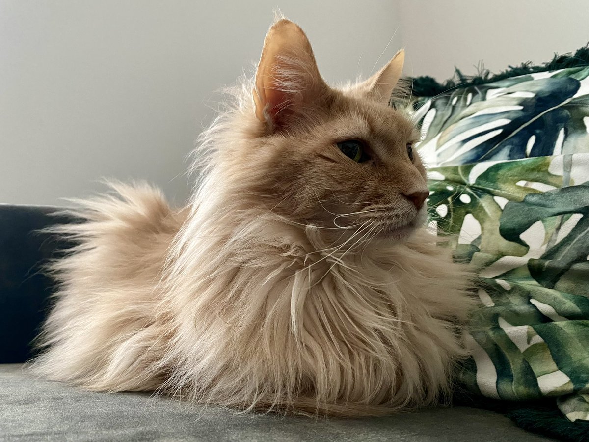 Hairy loaf.
