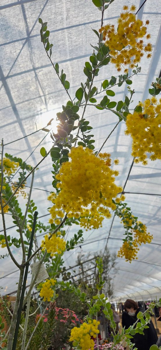 パールアカシア(ミモザ？)に癒された〜✨ 450万の植木見て誰が買うねん