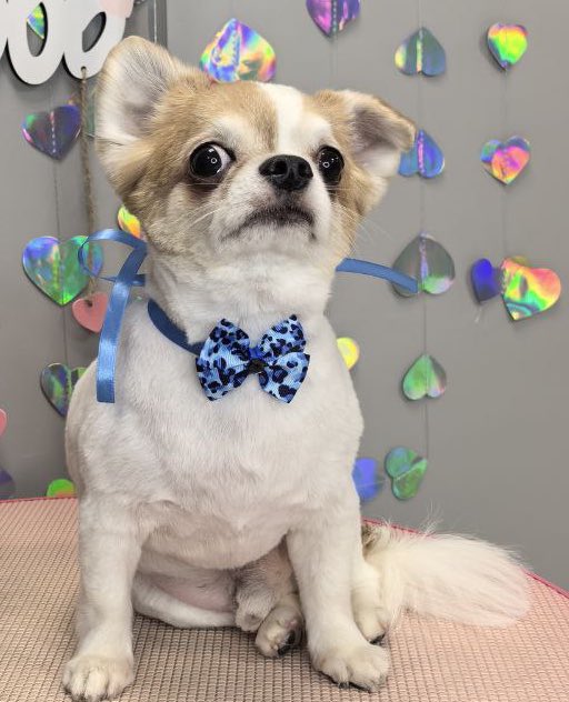 Три года назад это пятилетнее злющее чудо выкинули на Авито за то, что он всех кусал. Надо признать, характер у него и правда не сахар. Но уже 3 года с этого самого дня он старается быть хорошим мальчиком. Бесконечная любовь🩵🤍