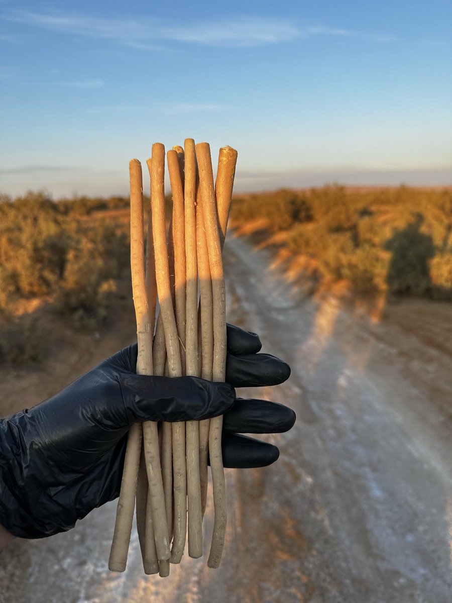 متجر ابو حنش للسواك tweet media