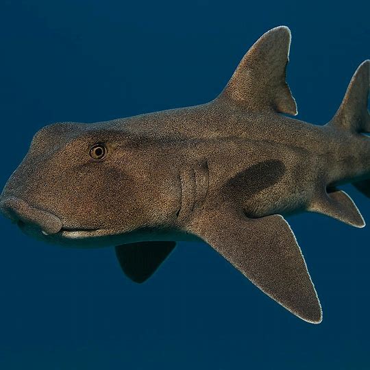 blanketcrap's tweet photo. @AlboMP I asked AI to give me a picture of the fish/shark the plate belonged to and got this #placoderm #prehistoric  #shark #paleontology #History #HistoryMatters #Science #Queensland #qldpol #auspol #discovery #australia https://t.co/x3NvHEmxAj https://t.co/8bTMtaRCTR