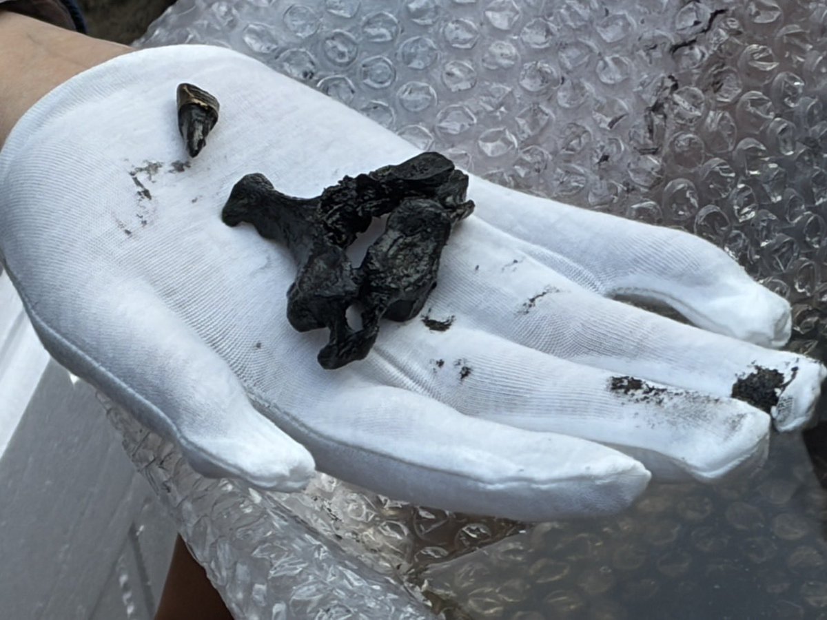 Chouseikizamu's tweet image. 頭蓋骨は真っ黒。歯がしっかり残っていました。#長生炭鉱 
撮影：朴 順梨(パク・スニ)