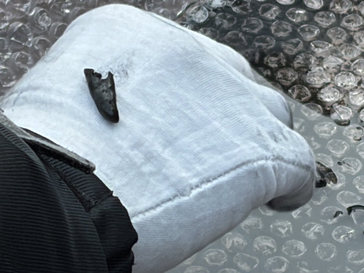 Chouseikizamu's tweet image. 頭蓋骨は真っ黒。歯がしっかり残っていました。#長生炭鉱 
撮影：朴 順梨(パク・スニ)