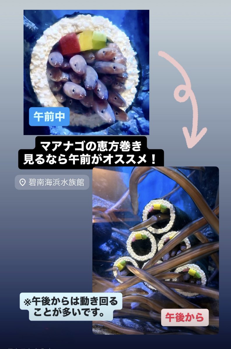 ちんあなごニュース by 日本チンアナゴ協会 (@ChinanagoNews