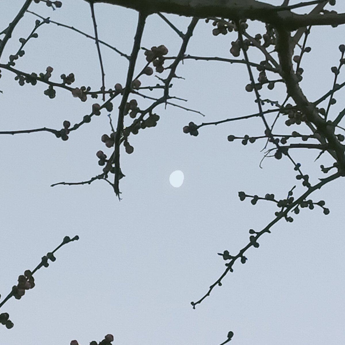 晩酌 銀紋からのお知らせ🏮
2月6日(金)本日18時開店23時半ラストオーダーです。
自家製煮豚で1杯いかが🍖🥳
ご来店お待ちしております🙇